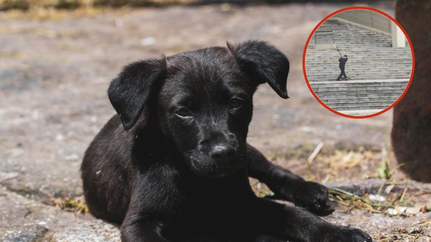 IMÁGENES FUERTES: guardia de seguridad mata brutalmente a perrito callejero en una escuela