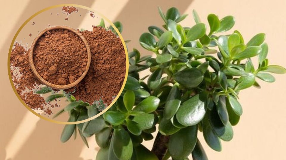 Cómo colocar canela a tu árbol de Jade para que crezca fuerte y sano. Fuente: Canva