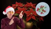 Foto ilustrativa de la nota titulada: Pon estas plantas en la puerta de tu casa y atrae la suerte antes de Navidad | Feng Shui para traer abundancia