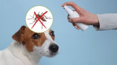 Veterinario explica cómo evitar que los mosquitos pique a tus mascotas