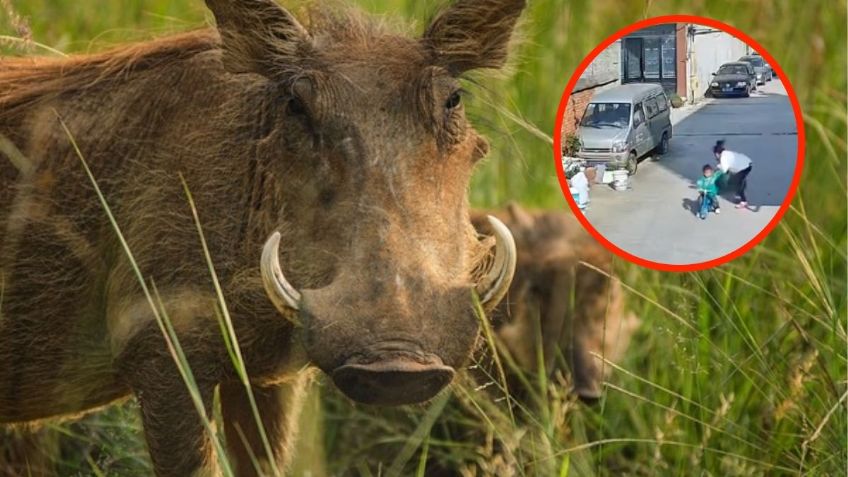 IMÁGENES FUERTES: jabalí furioso ataca a una mujer con un niño en brazos