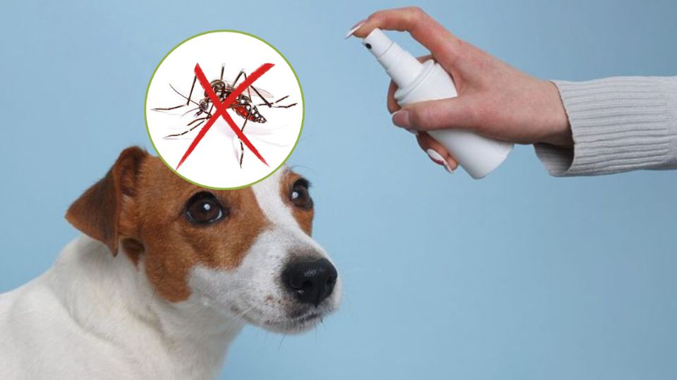 Veterinario explica cómo evitar que los mosquitos pique a tus mascotas. Fuente: Canva