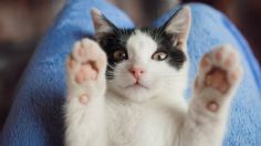 Veterinarios confirman la mejor forma de cuidar las patas de tu gato