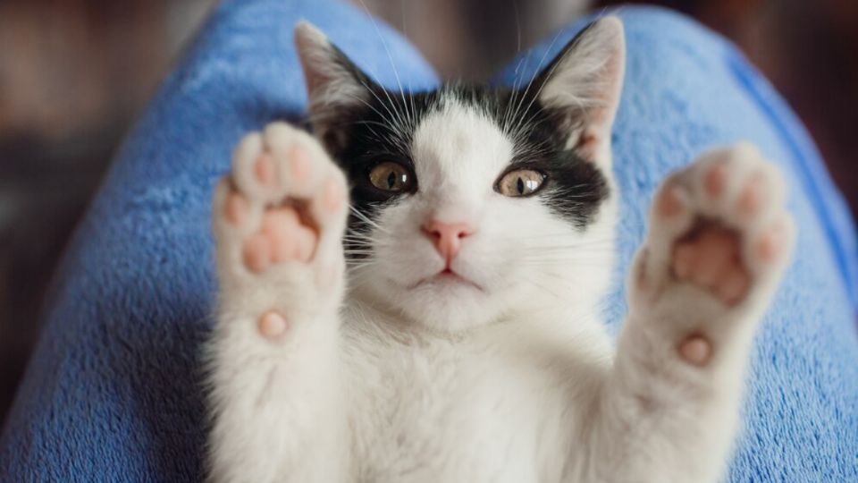 Veterinarios confirman la mejor forma de cuidar las patas de tu gato. Fuente: Freepik