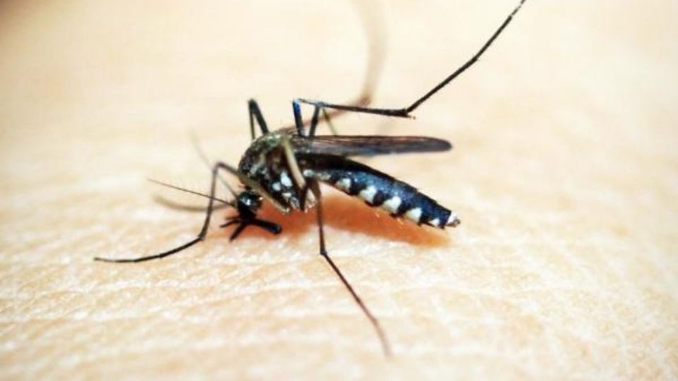 Casos de Dengue van al alza