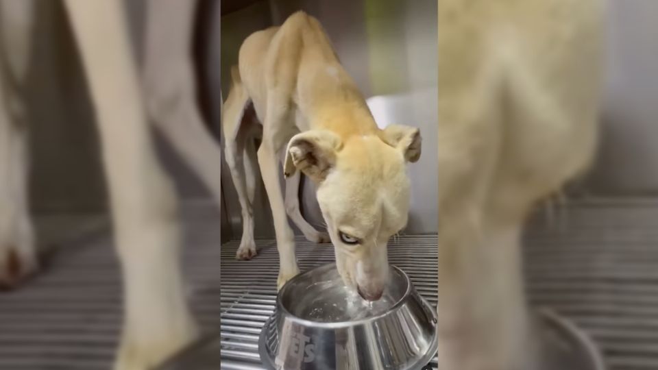 El perrito ya se encuentra bajo cuidado veterinario.