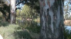 Localizan un cuerpo flotando en Canal Nacional, en el Parque Ecológico Xochimilco