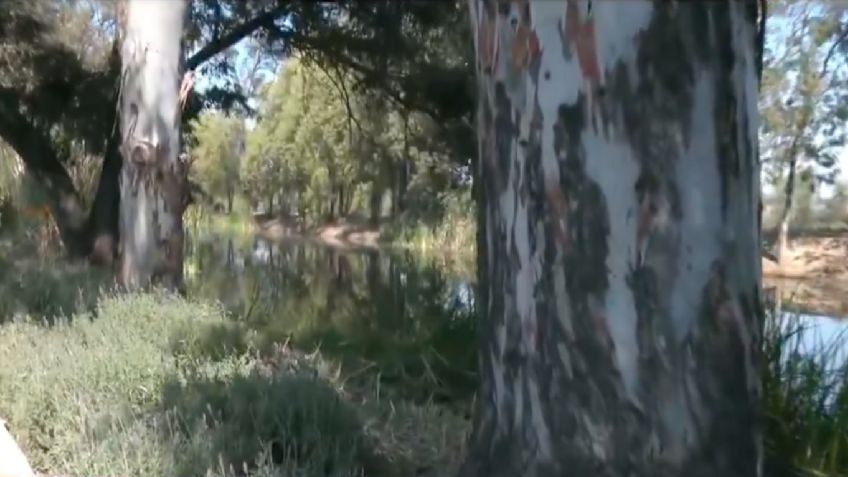 Localizan un cuerpo flotando en Canal Nacional, en el Parque Ecológico Xochimilco