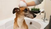 Foto ilustrativa de la nota titulada: Con plantas naturales, así puedes preparar un shampoo seco para bañar a tus perros en este invierno