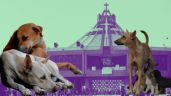 Foto ilustrativa de la nota titulada: Sin hogar, la historia de incontables perritos peregrinos que llegan a la Basílica de Guadalupe