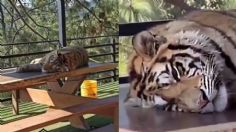 Captan en VIDEO a tigres y pumas presuntamente drogados en reserva turística de Jalisco