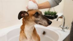 Con plantas naturales, así puedes preparar un shampoo seco para bañar a tus perros en este invierno