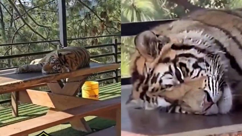 Captan en VIDEO a tigres y pumas presuntamente drogados en reserva turística de Jalisco