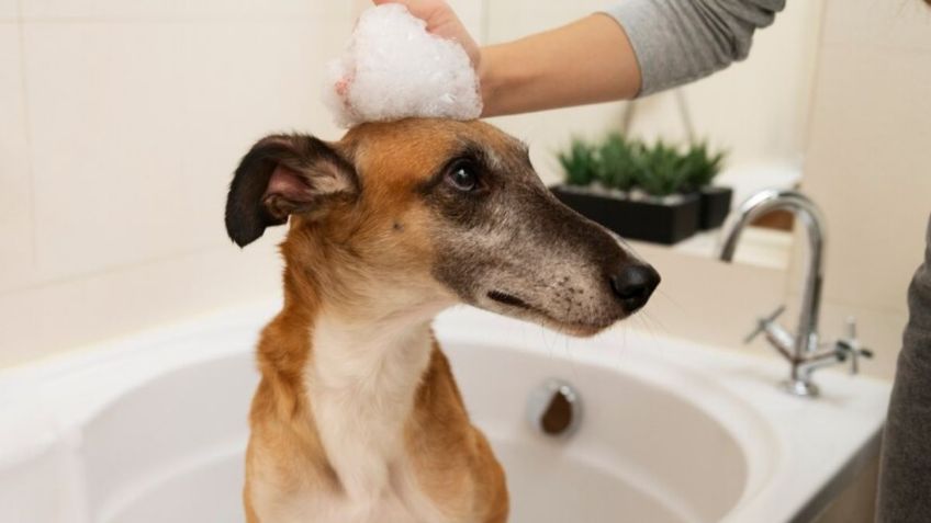 Con plantas naturales, así puedes preparar un shampoo seco para bañar a tus perros en este invierno