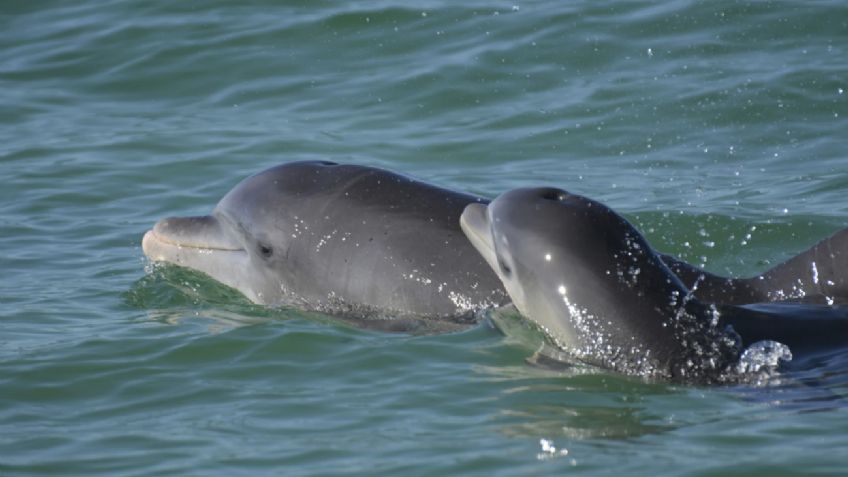 Estudio encuentra fentanilo en delfines que habitan el Golfo de México