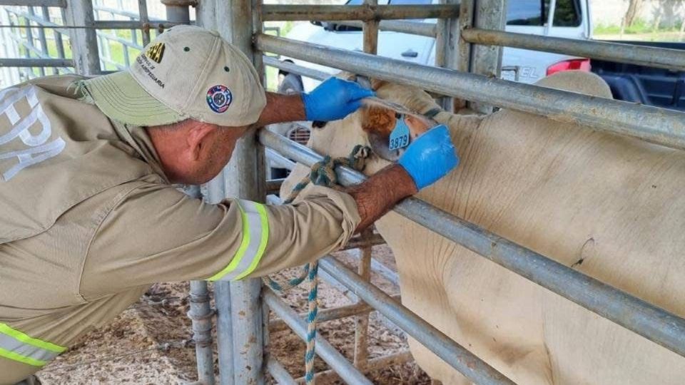 Detectan segundo caso de gusano barrenador en Chiapas