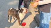 Foto ilustrativa de la nota titulada: Perritos peregrinos reciben agua y alimentación en operativo en la Basílica de Guadalupe