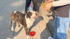 Perritos peregrinos reciben agua y alimentación en operativo en la Basílica de Guadalupe