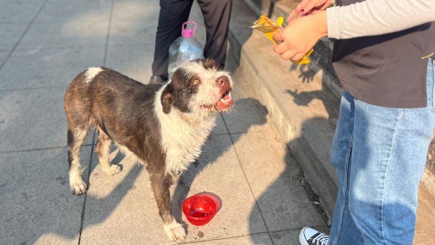 Perritos peregrinos reciben agua y alimentación en operativo en la Basílica de Guadalupe