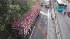 Choca tráiler que transportaba cerdos y desata caos en Circuito Exterior Mexiquense | ALTERNATIVAS VIALES