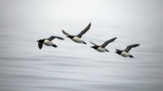 Hecatombe acabó con la mitad de la población de una especie de aves en Alaska, científicos culpan al cambio climático