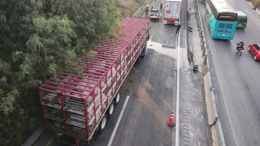 Choca tráiler que transportaba cerdos y desata caos en Circuito Exterior Mexiquense | ALTERNATIVAS VIALES