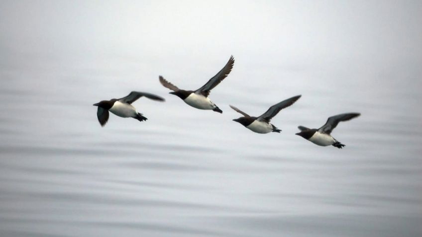 Hecatombe acabó con la mitad de la población de una especie de aves en Alaska, científicos culpan al cambio climático