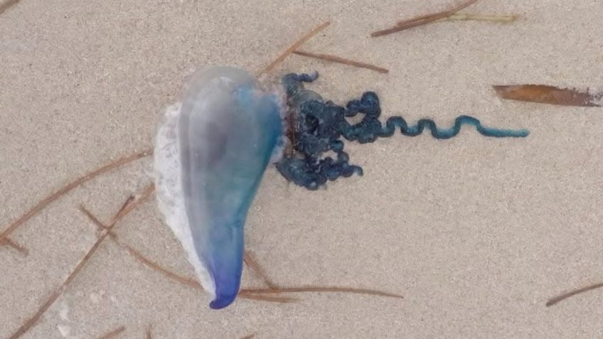 Alertan a turistas por presencia de medusas en playas de Yucatán