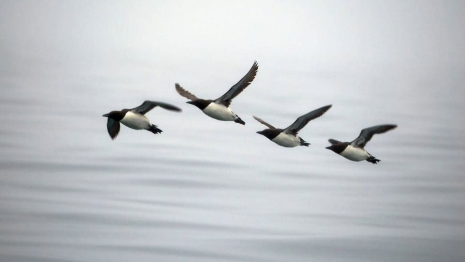 La muerte de estas pequeñas aves desató una importante investigación.