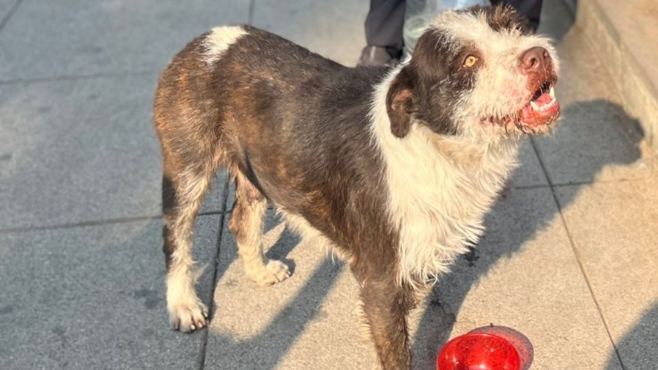 Decenas de perritos fueron abandonados en la Basílica de Guadalupe.