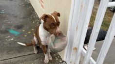 Perrito enternece al llegar a escuela con su propio balón después de ponchar los de estudiantes, conoce su historia