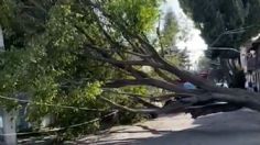 Ráfagas de viento derriban enorme árbol de 20 metros en la GAM; no se reportan lesionados