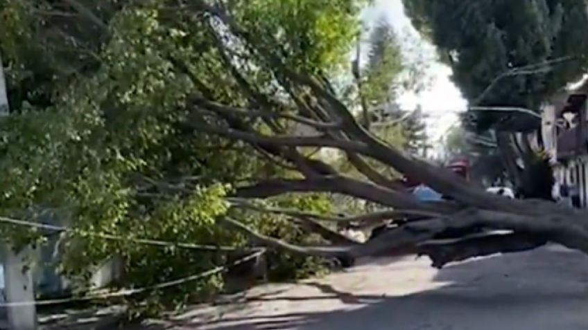 Ráfagas de viento derriban enorme árbol de 20 metros en la GAM; no se reportan lesionados