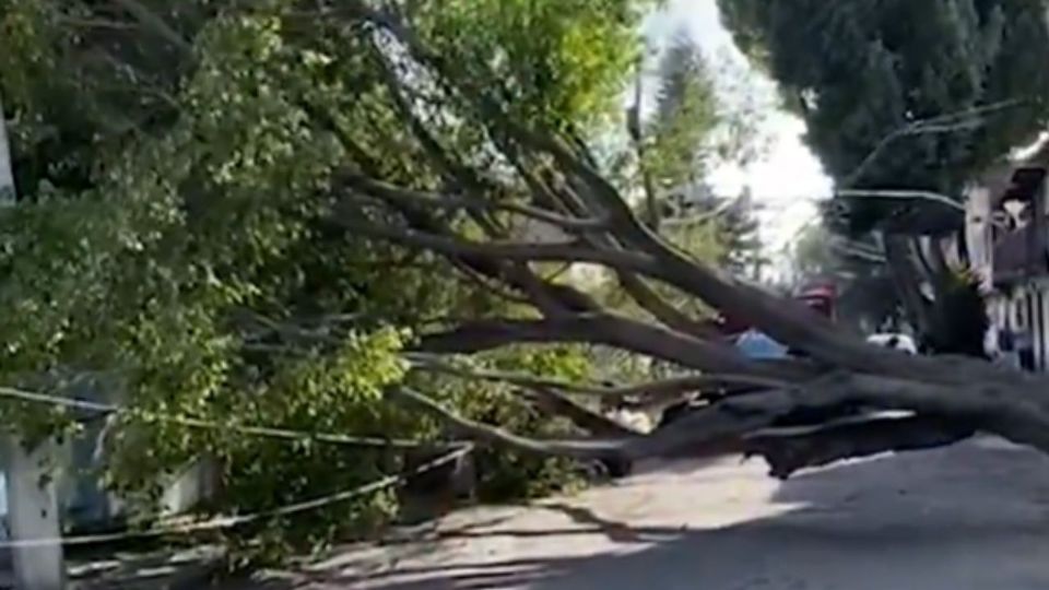 El árbol quedó derribado en la colonia Juan González Romero.