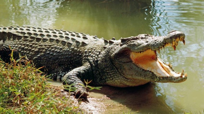 Captan el momento exacto en que un cocodrilo se pasea con el cuerpo de una mujer entre sus fauces