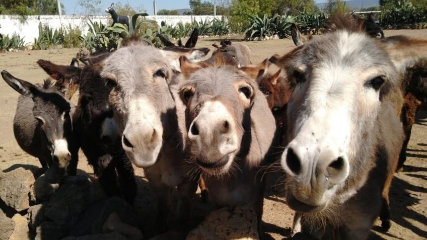 Burrolandia triunfó en el Festival de Cine Animal con su documental “Sigue la huella” por el que recibió un galardón