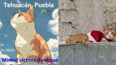 Exigen justicia para "Kasi", gatito víctima de abuso sexual en Puebla: fue sacrificado por sus heridas