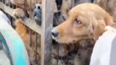 Perrito es vendido por sus dueños para carne de consumo | VIDEO