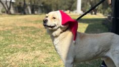 Perritos del Metro listos para ser ayudantes de Santa y Los Reyes Magos