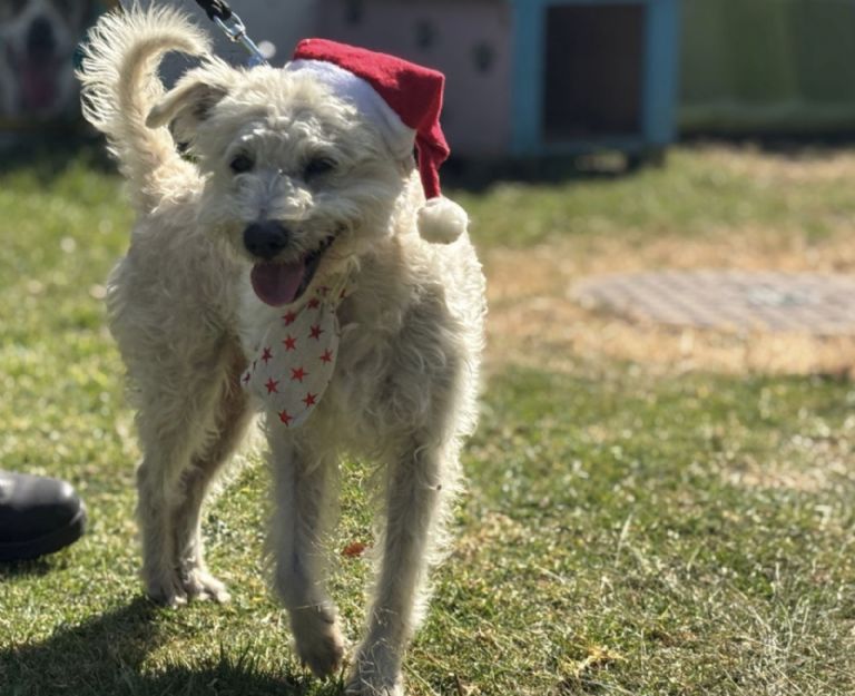 perritos mensajeros santa