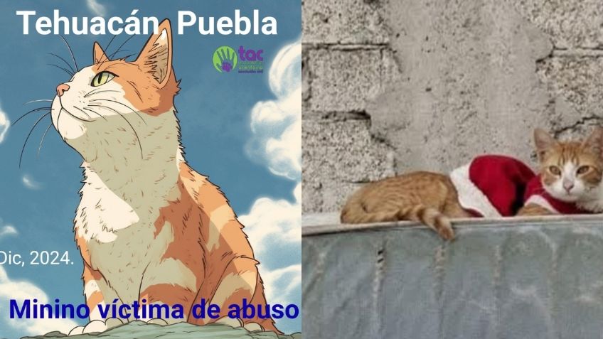 Exigen justicia para "Kasi", gatito víctima de abuso sexual en Puebla: fue sacrificado por sus heridas