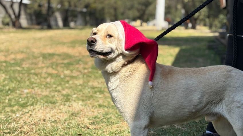 Perritos del Metro listos para ser ayudantes de Santa y Los Reyes Magos