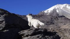 Citla, el “perro de las nieves” que cuidaba el Citlaltépetl