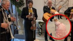 Celebran los 15 años de una perrita con vestido de gala y mariachi