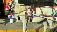 Denuncian maltrato a caballo de calesa en Yucatán; estaba herido y bajo el sol