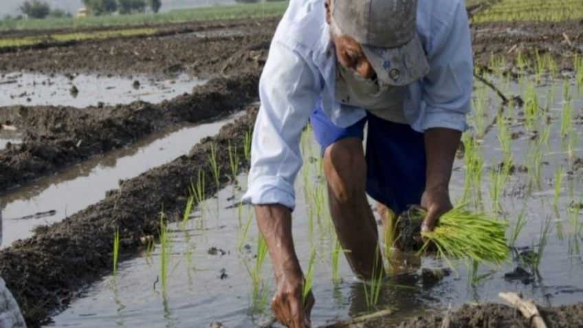 Producción para el Bienestar: atienden adeudos por más de mil 400 mdp a productores