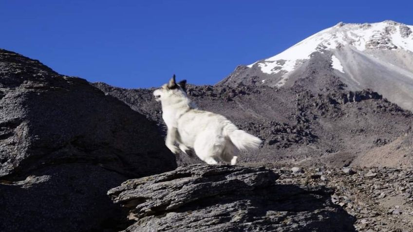 Citla, el “perro de las nieves” que cuidaba el Citlaltépetl