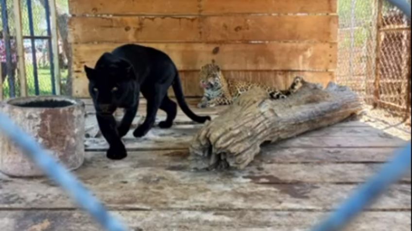 Profepa asegura pantera negra que tenían de mascota en un domicilio de Guanajuato