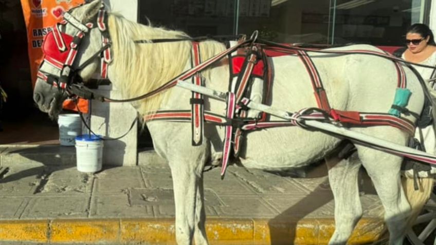 Denuncian maltrato a caballo de calesa en Yucatán; estaba herido y bajo el sol