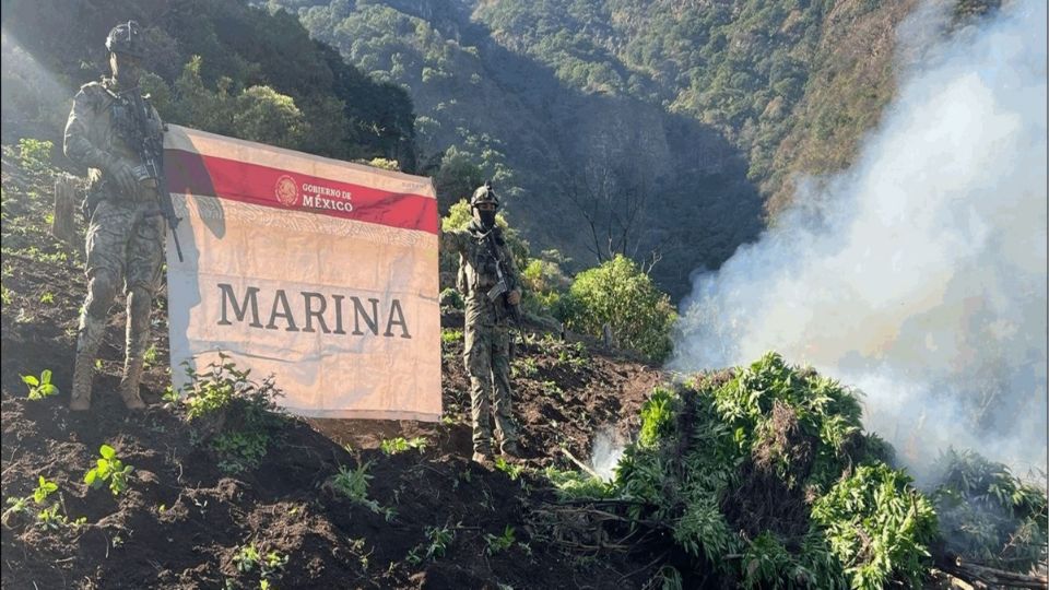 En Nayarit personal de la Semar erradicó 11 plantíos de marihuana, con un área total de 17 mil metros cuadrados.